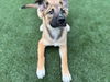 adoptable Dog in  named APOLLO