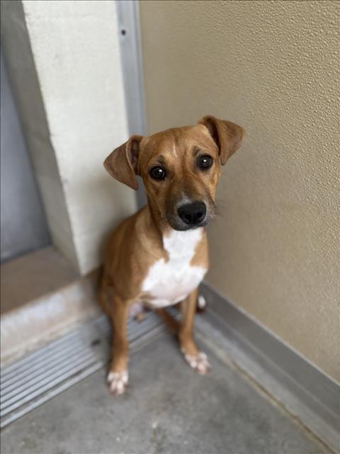 adoptable Dog in Texas City, TX named DOLBY