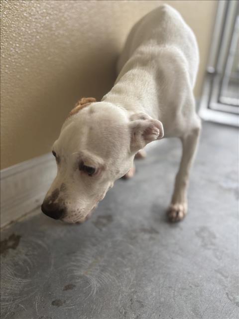 adoptable Dog in Texas City, TX named DOODLE