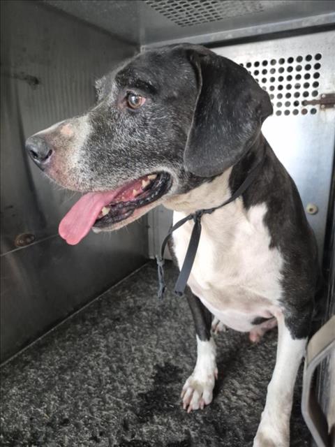 adoptable Dog in Texas City, TX named AUGUST