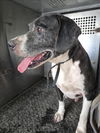 adoptable Dog in Texas City, TX named AUGUST