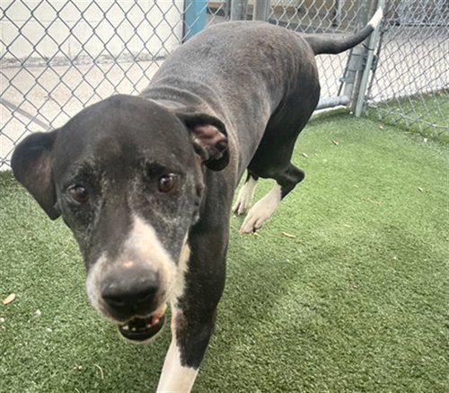 AUGUST - Labrador Retriever available for adoption