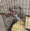 adoptable Dog in Texas City, TX named BEEF