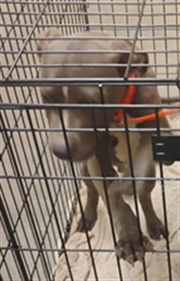adoptable Dog in Texas City, TX named WINSTON