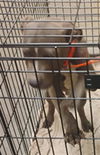 adoptable Dog in  named WINSTON