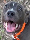 adoptable Dog in  named WINSTON