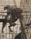 adoptable Dog in  named DIXIE