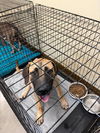 adoptable Dog in  named ARCHER