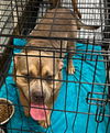 adoptable Dog in Texas City, TX named COLT