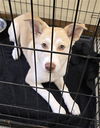 adoptable Dog in Texas City, TX named SAGA