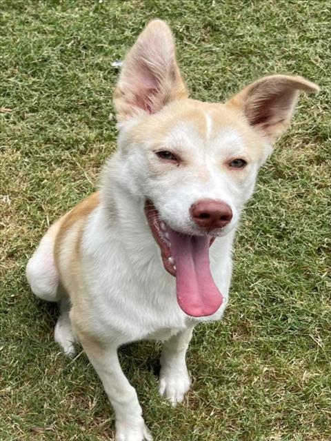 adoptable Dog in Texas City, TX named SAGA