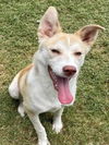 adoptable Dog in  named SAGA