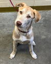 adoptable Dog in  named XAVIER