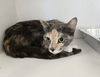 adoptable Cat in Texas City, TX named YOYO