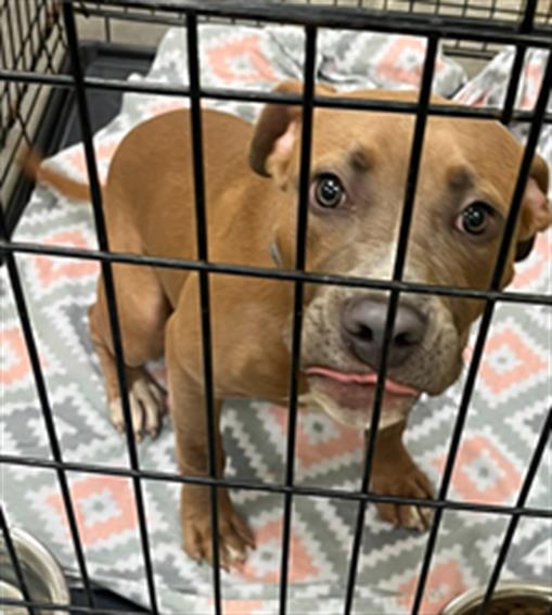 adoptable Dog in Texas City, TX named JAX