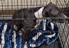 adoptable Dog in Texas City, TX named DANTE