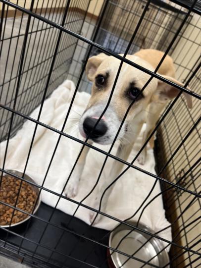 adoptable Dog in Texas City, TX named DODGER