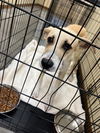 adoptable Dog in Texas City, TX named DODGER
