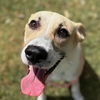 adoptable Dog in  named DODGER