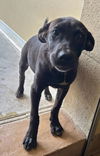 adoptable Dog in Texas City, TX named FERN