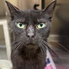 adoptable Cat in Texas City, TX named CLEO