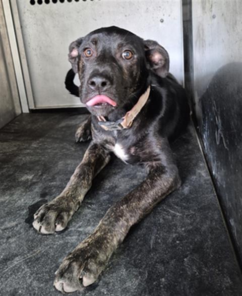 adoptable Dog in Texas City, TX named RAVEN