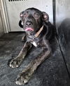 adoptable Dog in  named RAVEN