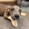 adoptable Dog in  named GAIUS