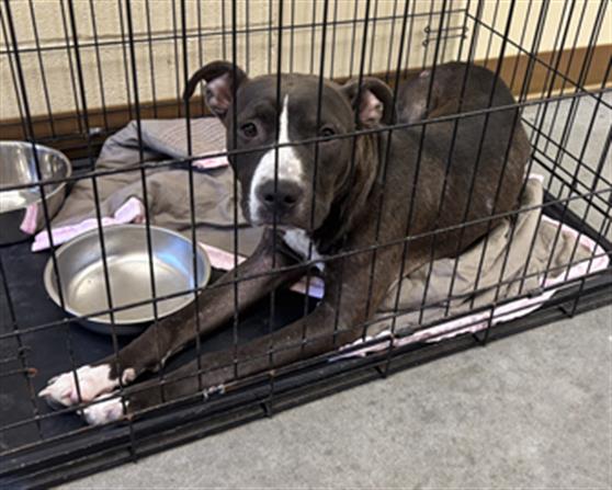 adoptable Dog in Texas City, TX named SHADOW