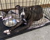 adoptable Dog in  named SHADOW