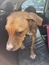 adoptable Dog in  named DUMBO