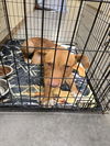 adoptable Dog in  named COPPER