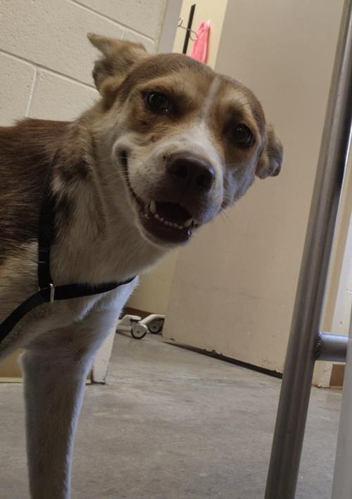 adoptable Dog in Texas City, TX named FLOWER