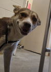 adoptable Dog in  named FLOWER