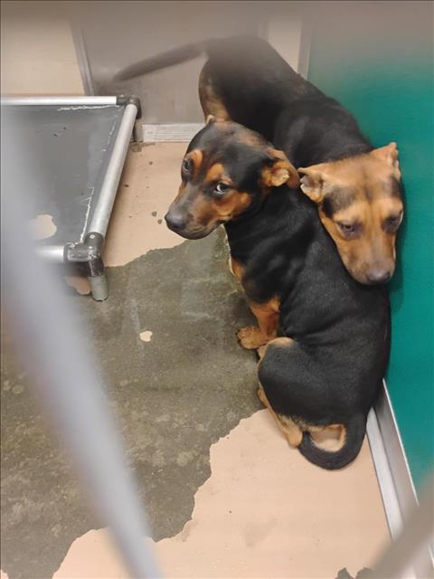 adoptable Dog in Texas City, TX named A041309