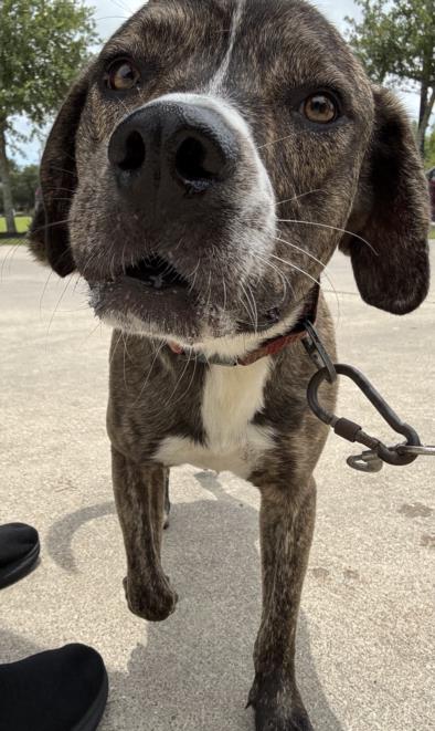 adoptable Dog in Texas City, TX named BRUNO-BRUNO