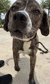 adoptable Dog in  named BRUNO-BRUNO
