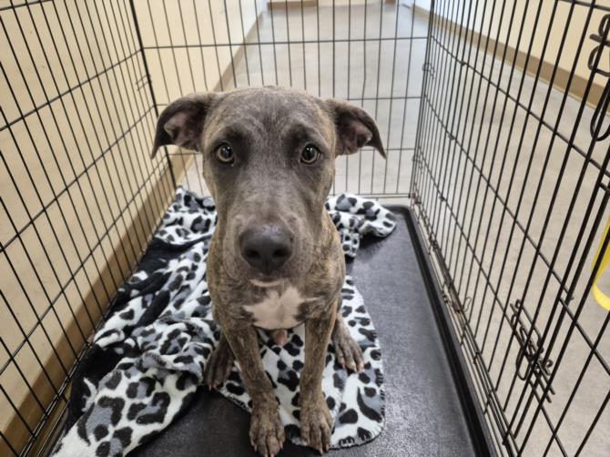 adoptable Dog in Texas City, TX named BRISKET