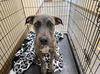 adoptable Dog in  named BRISKET
