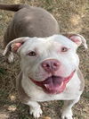 adoptable Dog in  named BROCCOLI