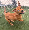 adoptable Dog in  named HONEY