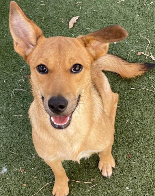 adoptable Dog in Texas City, TX named GINGER
