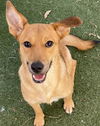 adoptable Dog in  named GINGER