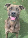 ROMEO - Photo 1