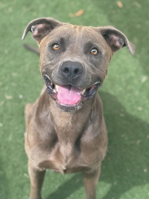 ROMEO - Weimaraner / Staffordshire Bull Terrier available for adoption