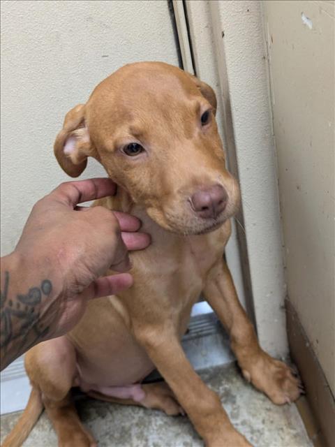 adoptable Dog in Texas City, TX named ELVIS