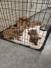 adoptable Dog in  named TAYLOR