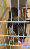 adoptable Dog in  named A041346