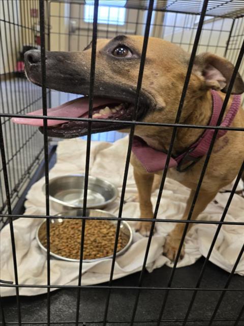 adoptable Dog in Texas City, TX named A041361