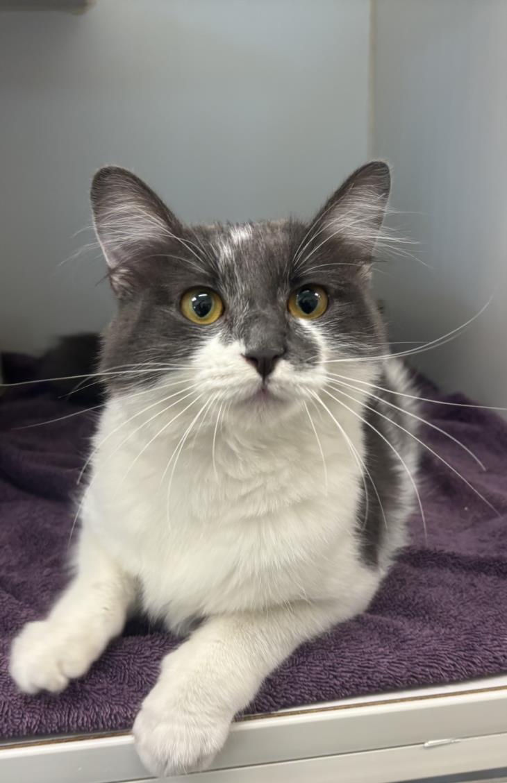 adoptable Cat in Texas City, TX named JAINA